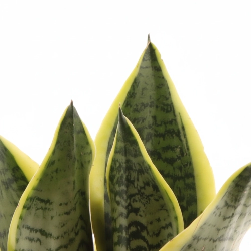 sansevieria futura superba.webp