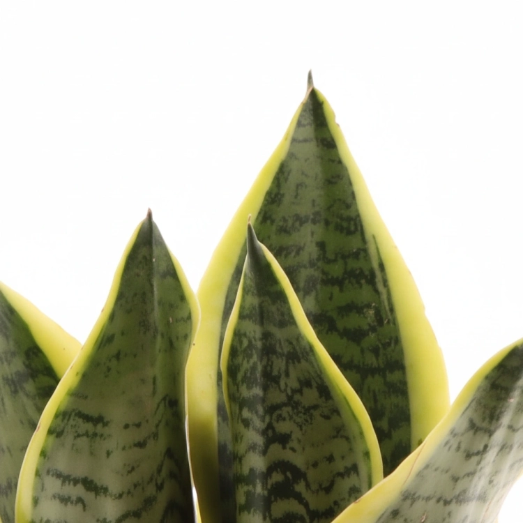 sansevieria futura superba.webp