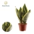 sansevieria futura superba.webp