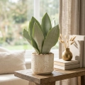sansevieria moonshine.webp