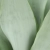 sansevieria moonshine.webp