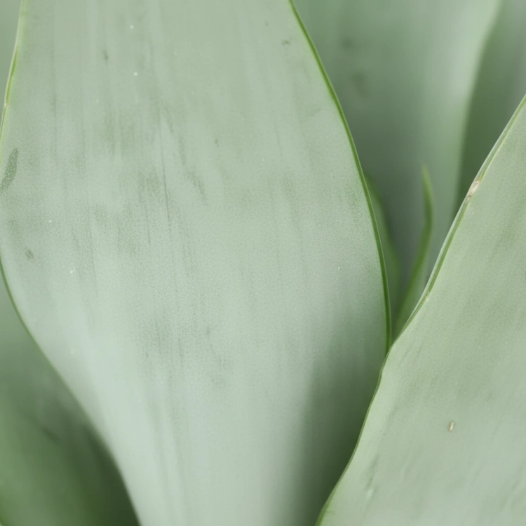 sansevieria moonshine.webp