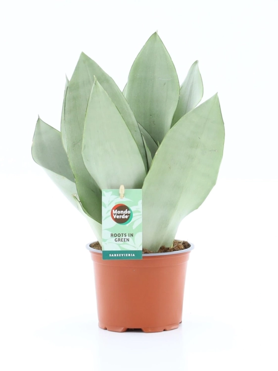 sansevieria moonshine.webp