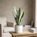 sansevieria moonshine.webp