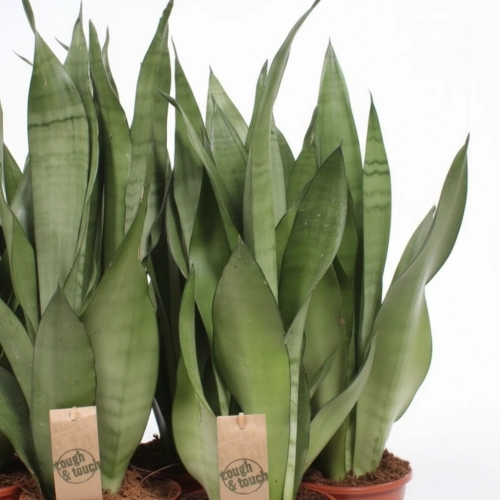 sansevieria moonshine.webp