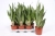 sansevieria moonshine.webp