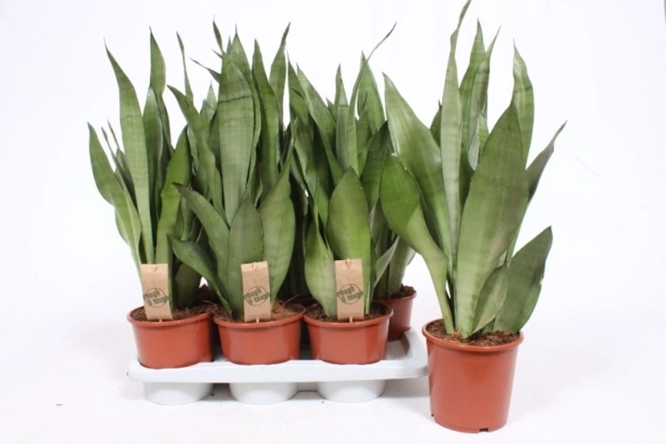 sansevieria moonshine.webp