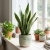 sansevieria laurentii.webp