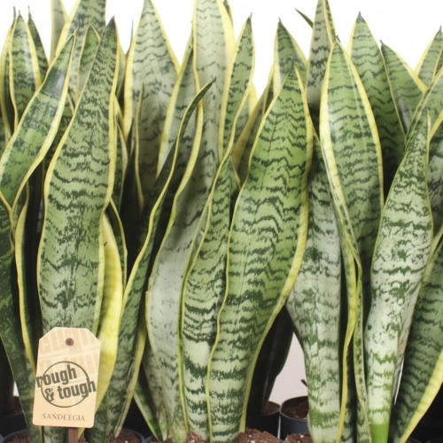 sansevieria laurentii.webp
