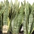sansevieria laurentii.webp