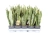 sansevieria laurentii.webp