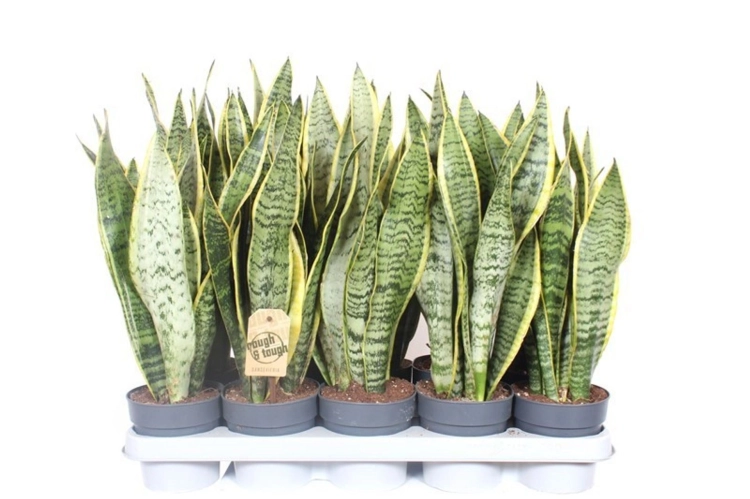 sansevieria laurentii.webp