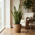 sansevieria laurentii.webp