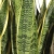 sansevieria laurentii.webp