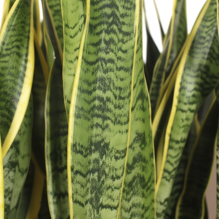 sansevieria laurentii.webp