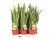 sansevieria laurentii.webp