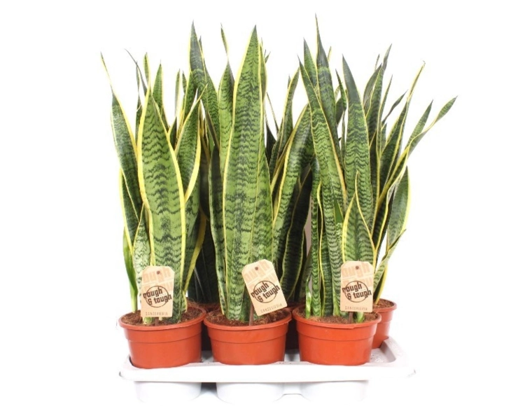 sansevieria laurentii.webp