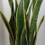 sansevieria laurentii.webp