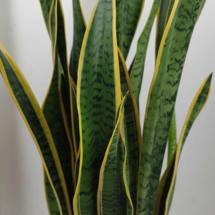sansevieria laurentii.webp