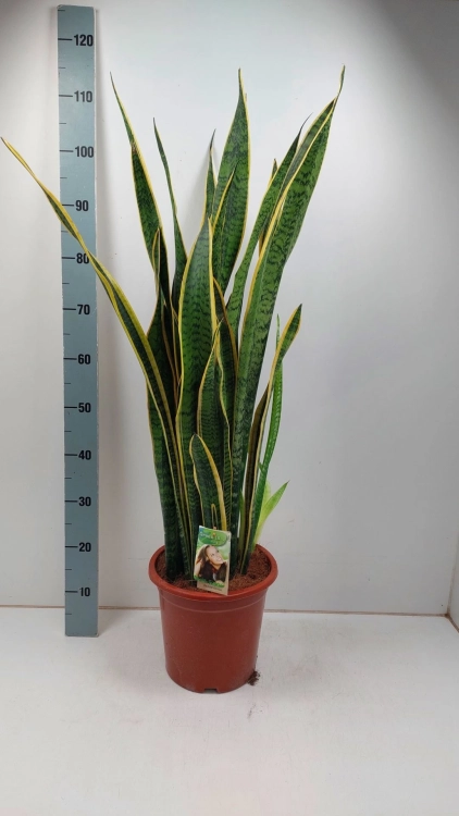sansevieria laurentii.webp