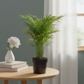 areka dypsis.webp