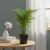 areka dypsis.webp