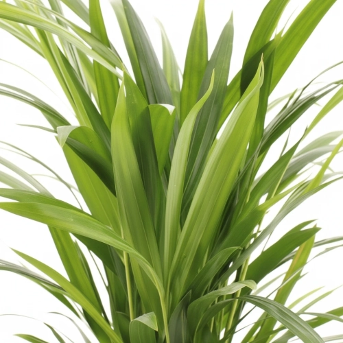 areka dypsis.webp