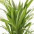 areka dypsis.webp