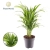 areka dypsis.webp