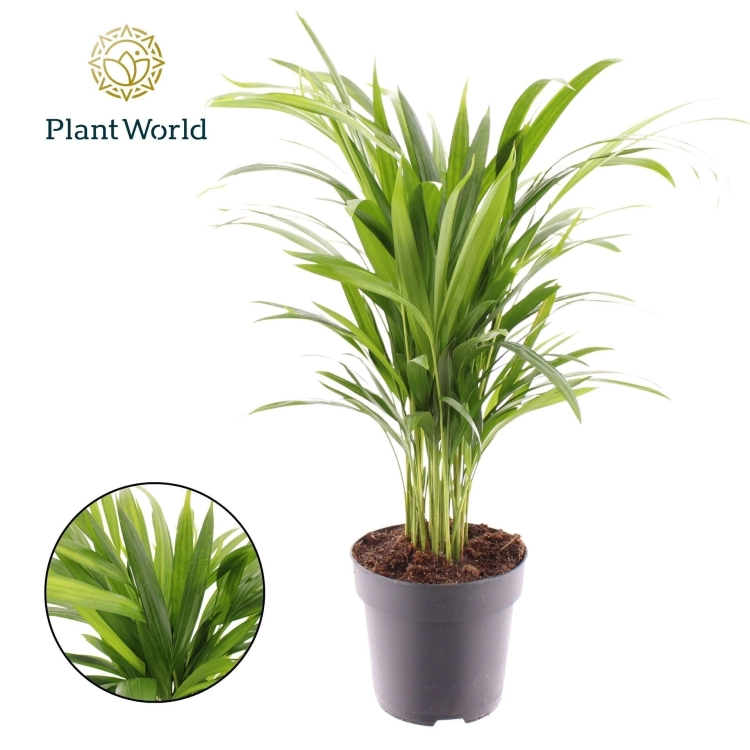 areka dypsis.webp