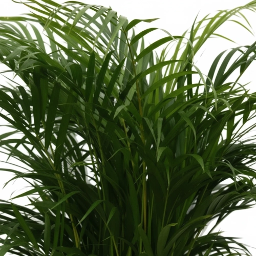 areka dypsis.webp