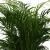 areka dypsis.webp