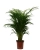 areka dypsis.webp