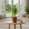 areka dypsis.webp