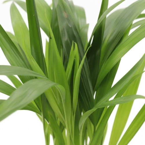 areka dypsis.webp