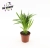 areka dypsis.webp