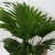 livistona rotundifolia.webp
