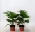 livistona rotundifolia.webp