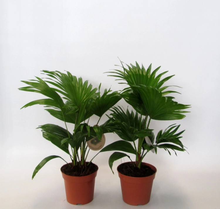 livistona rotundifolia.webp