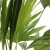 livistona rotundifolia.webp