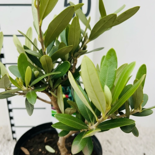 olea europaea.webp