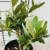 olea europaea.webp