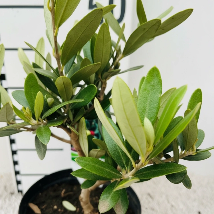 olea europaea.webp