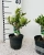 olea europaea.webp