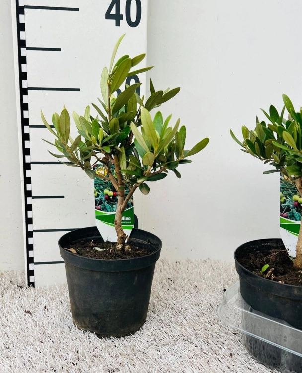 olea europaea.webp