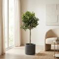 olea europaea.webp