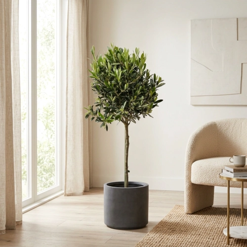 olea europaea.webp