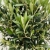 olea europaea.webp