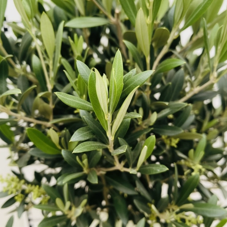 olea europaea.webp