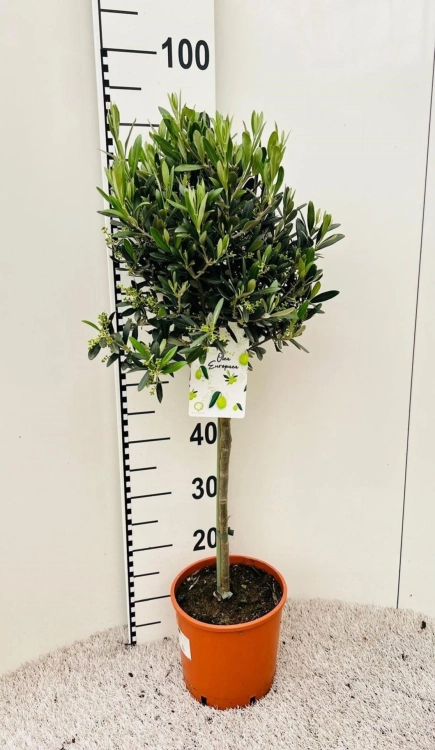 olea europaea.webp
